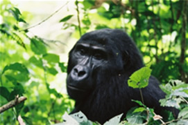 5 Days Rwanda Gorillas & Uganda (Batwa) Cultural Tour